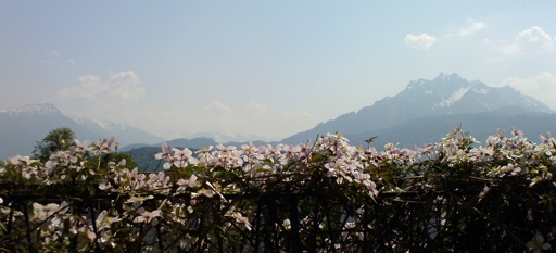 My clematis in the foreground in full bloom, mount Pilatus in the background